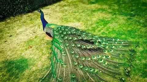 Peacock Mating Dance /How Do Peacocks Mating Real Video /Wild Animals Mating