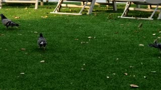 Crows vs Pigeons - battle of the feast