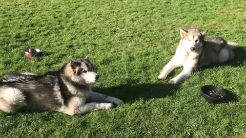 Patient Malamutes wait for the right word to eat