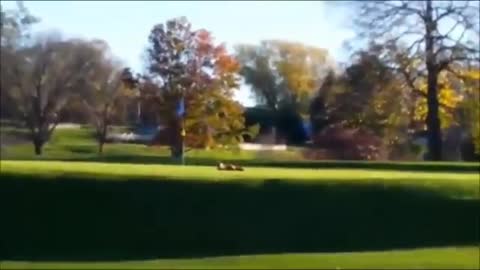 Fox on the green