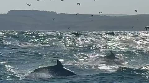 Dolphins Powering Along On The Sardine Run