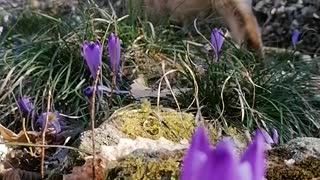 Adventure cat with walking in the middle of the flowers