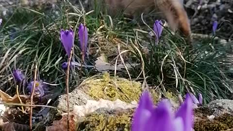 Adventure cat with walking in the middle of the flowers