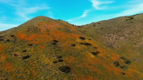 Poppy Hyperlapse - California Mountains