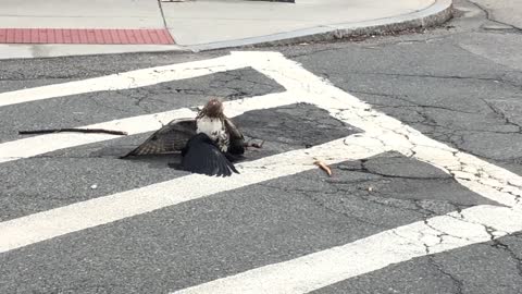 Hawk vs a crow in the street