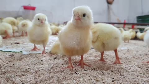 baby chicks looking cute
