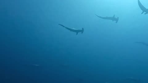 Galápagos Hammerheads schooling at Wolf island 🦈💙🌋