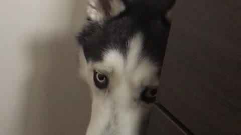 Husky urged his owner to finish using toilet ASAP and go out