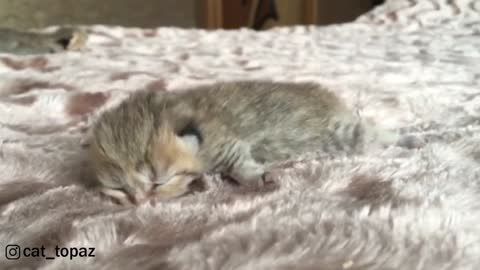 Adorable Newborn Scottish Fold Kitten