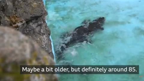 World's oldest alligator celebrates 85th birthday