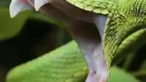 A Snake Yawnings Is Terrifying!