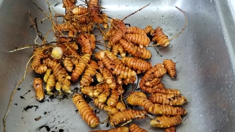 Fresh grown and processed Tumeric