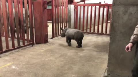 Savannah's best playmate is rhino's fixed zookeeper Thomas.