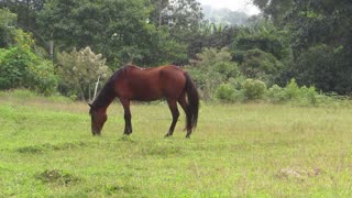 Female Brown Horse In Ground Space Outside Forest