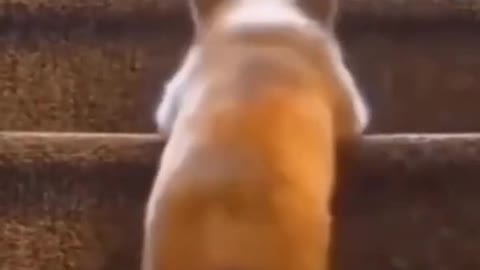 Cute Dog Climbs The Stairs of Success