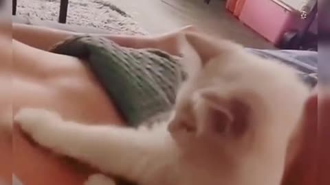 Cats suckling human milk