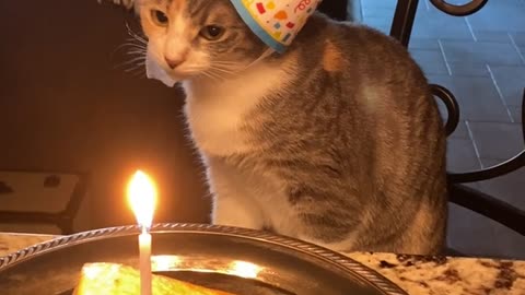 Cat Enjoys Salmon on Her First Birthday