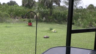 gopher tortoise stroll