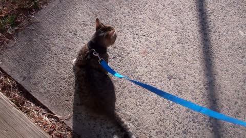 Train your cat to walk on a leash like a dog