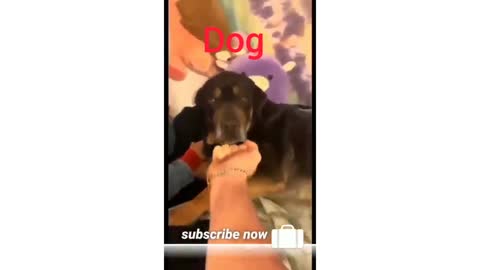 Rottwelier dog funny videos