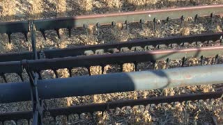 Harvesting Soybeans