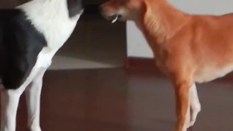 dogs react funny to extraneous sounds
