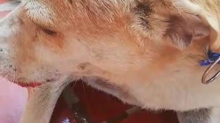 cruel acto para estos animales