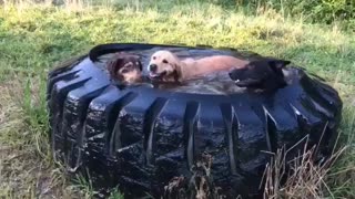 Dogs Cool off in Tractor Tire Water Tank