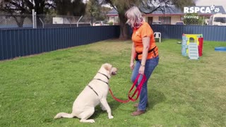 Train your dog how to stand and sit