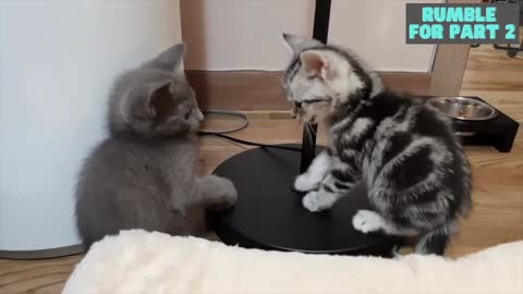 Meet for the first time - American Shorthair vs Russian Blue