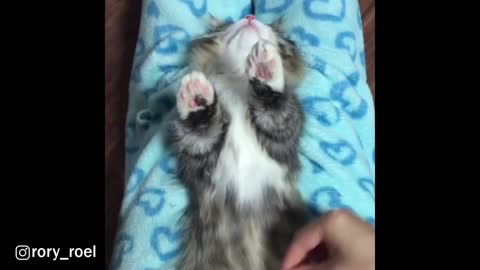 Baby Cat Enjoys Being Combed