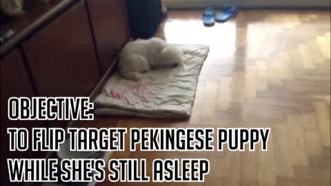 Pranking Adorable Sleeping Puppy FAIL