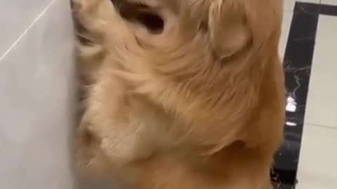 Golden Retriever Has Bitten My Sleepers And Punished Himself |Creative Animals