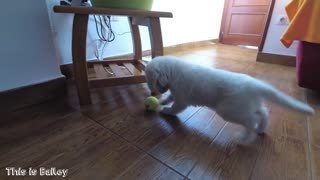 🤗Cute Bailey the 7 Week Old Golden Retriever