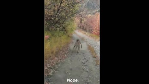 Hiker encounters aggressive jaguar, he beg to leave him