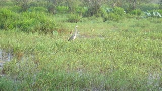 A Gray Heron