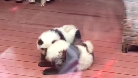 A zoo in China has been accused of dyeing dogs black and white to look like pandas.