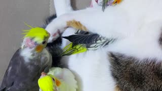 Baby Budgies Are Sleeping With Kitty Best Friend