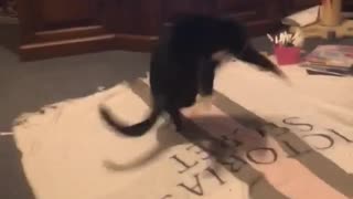 Crazy Cat Hilariously Tries To Catch Her Tail