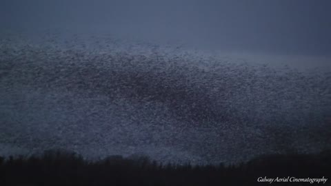 Stunning footage captures starling murmuration in Ireland