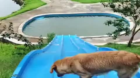 Dogs Swim in the Swimming pool 😮| Dogs Swing in the Air 😯😲|