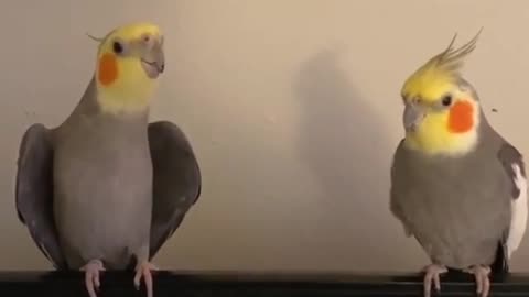 Great musical tune from a pair of cockatiels, cool