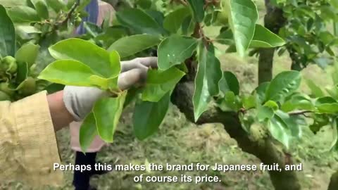 Learn Japanese persimmon Harvesting