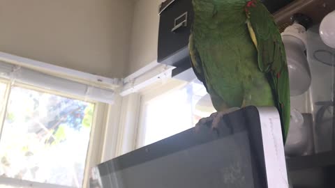 Cute bird asking for Ice cream and crash the camera