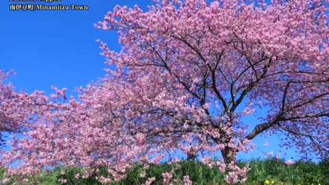 Take a break with this calming Sakura season content from Japan