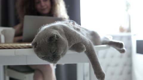 Woman Petting a Cat