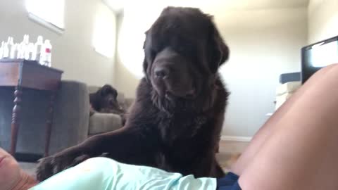 Dog Gets In The Way Of Exercising Showing Real Affection For Owner