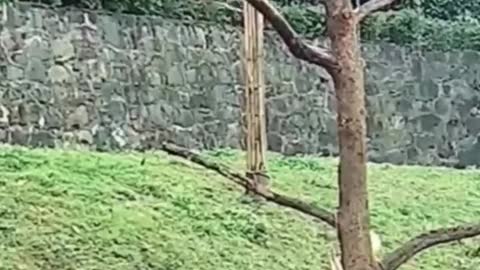 Weeee Funny moment animal funny Video