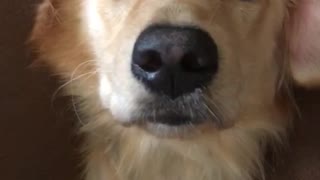 Golden Retriever lounges on couch like a human