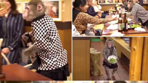 Monkey Waiters in Japan: A Unique Dining Experience